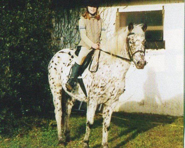 broodmare Flica (German Riding Pony, 1999, from Arkus)