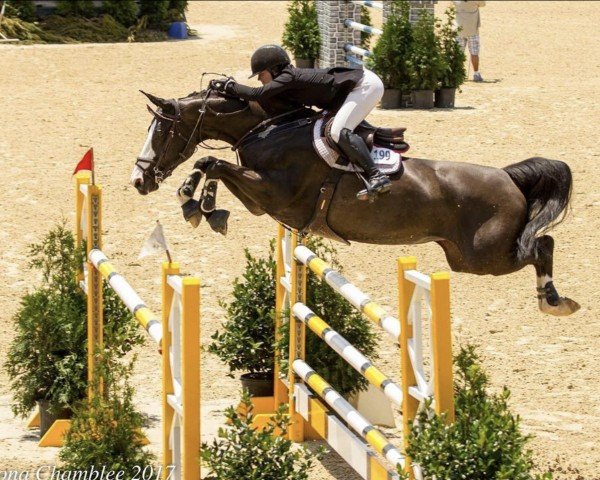 broodmare Samoa (Hanoverian, 2007, from Stolzenberg)