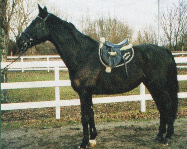 Pferd Picobello 41 (Württemberger,  , von Pikfein)