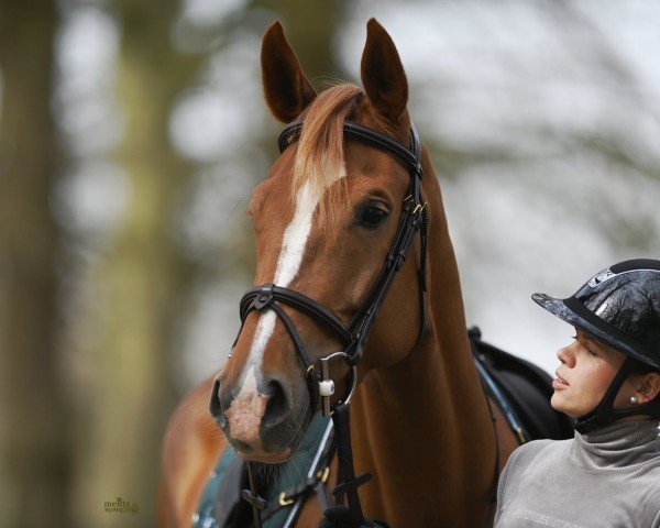jumper A Ladana Mt (Hanoverian, 2020, from Alaba 2)