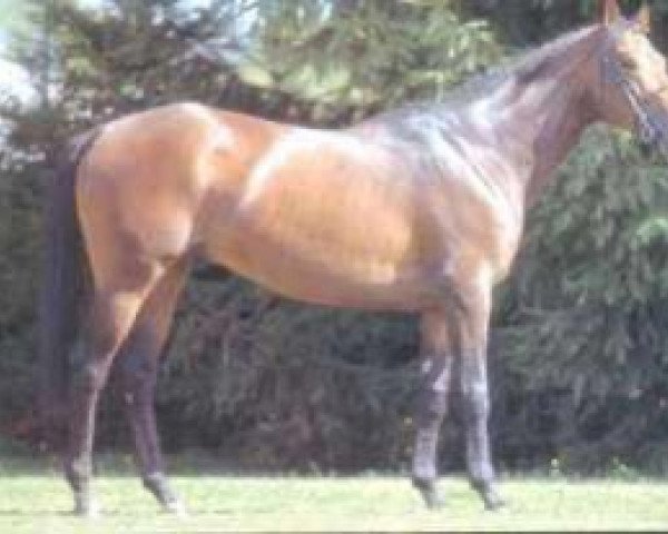 horse Battant du Bost AA (Anglo-Arabs, 1989, from Fast AA)
