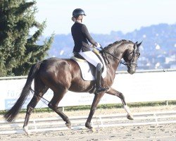 dressage horse Sun Hit BTH (German Sport Horse, 2019, from Secret)