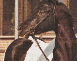 stallion Slater (Pinto with riding horses pedigree, 1994, from Samber)