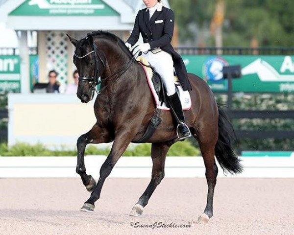 stallion Don Nobless (Hanoverian, 2007, from Dancier)