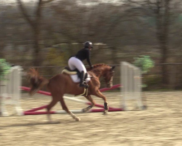 Reitturnier Springe 2025