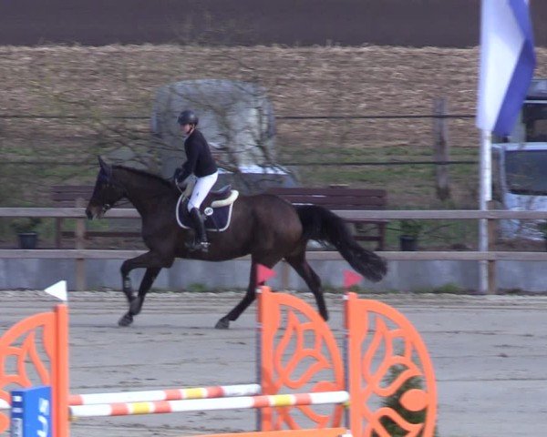 Reitturnier Scharnebeck 2025