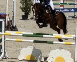 jumper Mackmyra (Oldenburg show jumper, 2012, from Mylord Carthago)