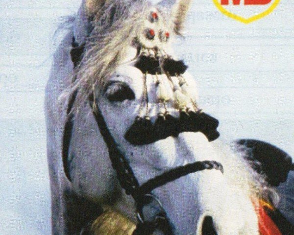 Deckhengst Campino (Pura Raza Espanola (PRE), 1996, von Altanero XXIX)