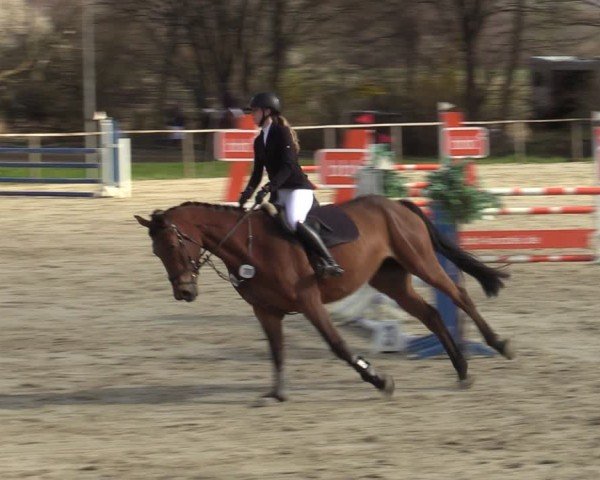 Reitturnier Springe 2025