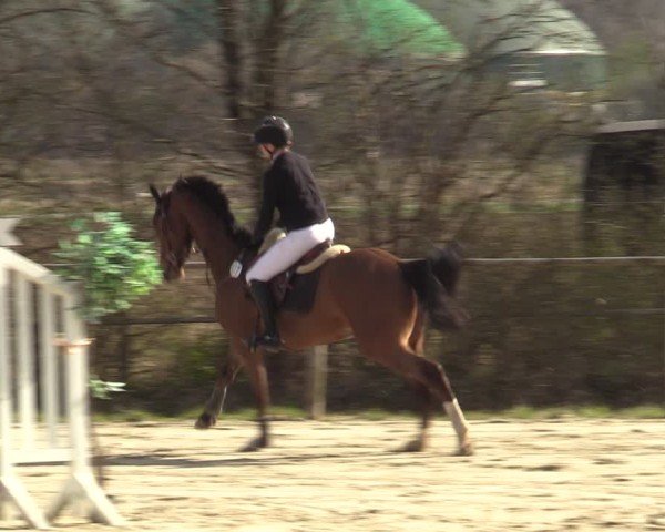 Reitturnier Springe 2025