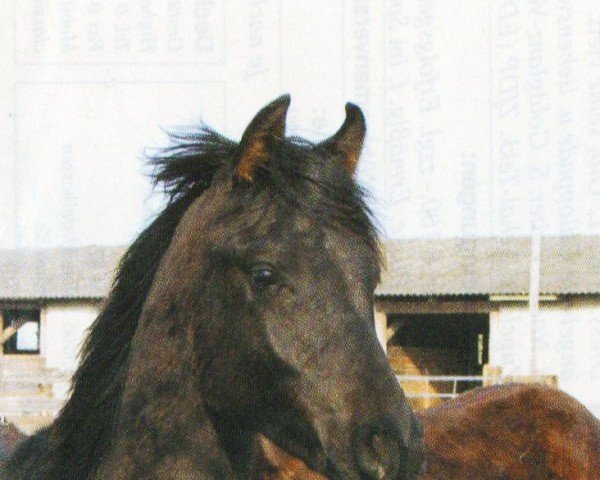 horse Smergoll (Arabian, 2003, from Shamar EAO)