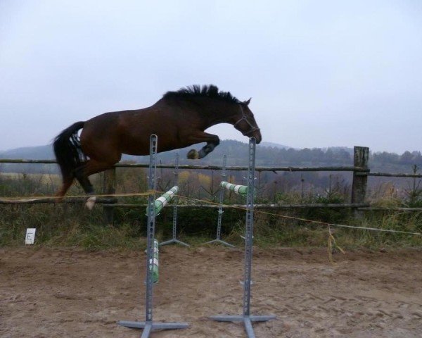 Zuchtstute Lilien Blue (Tschechisches Warmblut, 2006, von Corleograf)