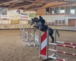 jumper Benito Bellini (Westphalian, 2019, from Balous Bellini)