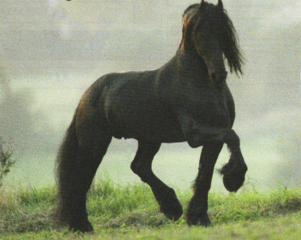 horse Kornelius R (Friese, 1995, from Dirk 298)