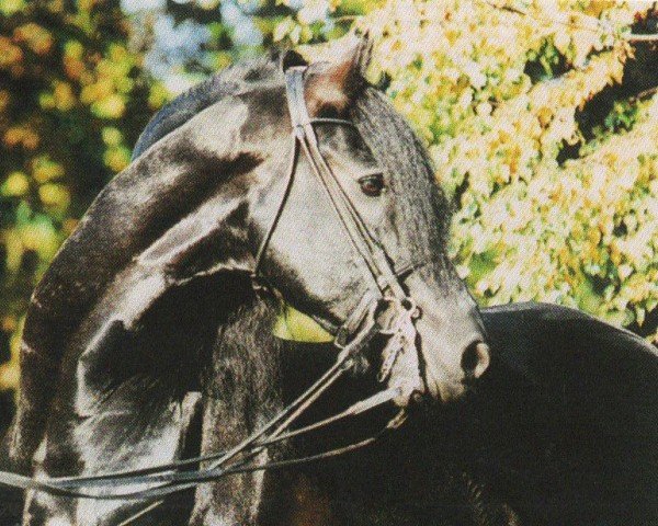 horse Zenit (unknown,  , from Aswyn v.d. Pluum)