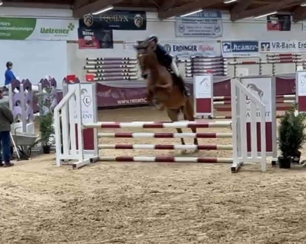 Pferd Brownie 49 (Oldenburger Springpferd, 2020, von Brantzau)