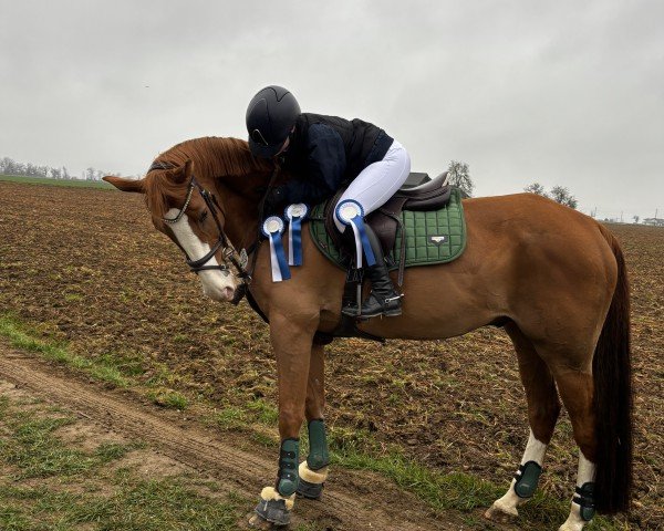 jumper Lunik Mission (Hanoverian, 2011, from Le Cou Cou)