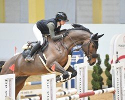 Springpferd Pop It WB (Holsteiner, 2017, von Dinken)