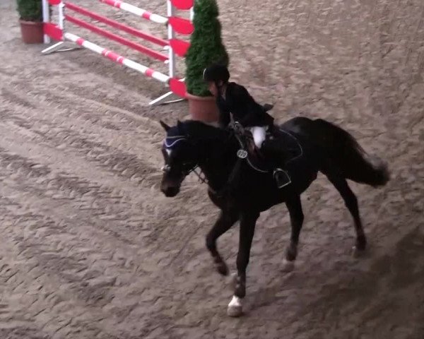 16. Legdener Pony-Meeting