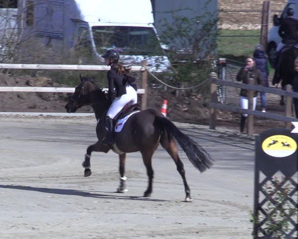 Reitturnier Scharnebeck 2025