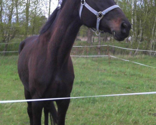 horse Indian Delight (Trakehner, 2010, from Delikat)
