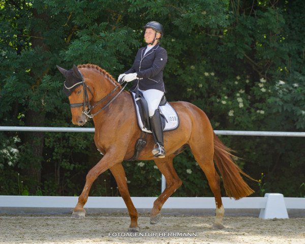 dressage horse Fathers Star Just Do It (Westphalian, 2011, from Fiderstar)