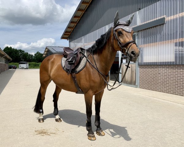 broodmare Carlotta 195 (Holsteiner, 2008, from Canturo)