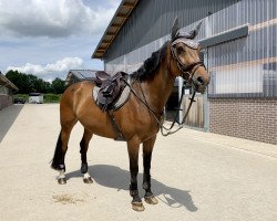 broodmare Carlotta 195 (Holsteiner, 2008, from Canturo)