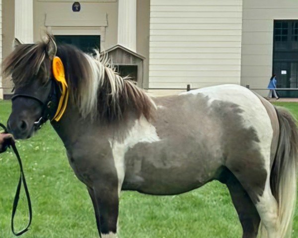 Deckhengst Archie vom Wische Hof (Dt.Part-bred Shetland Pony, 2021, von Ambitie van de Zandkamp)