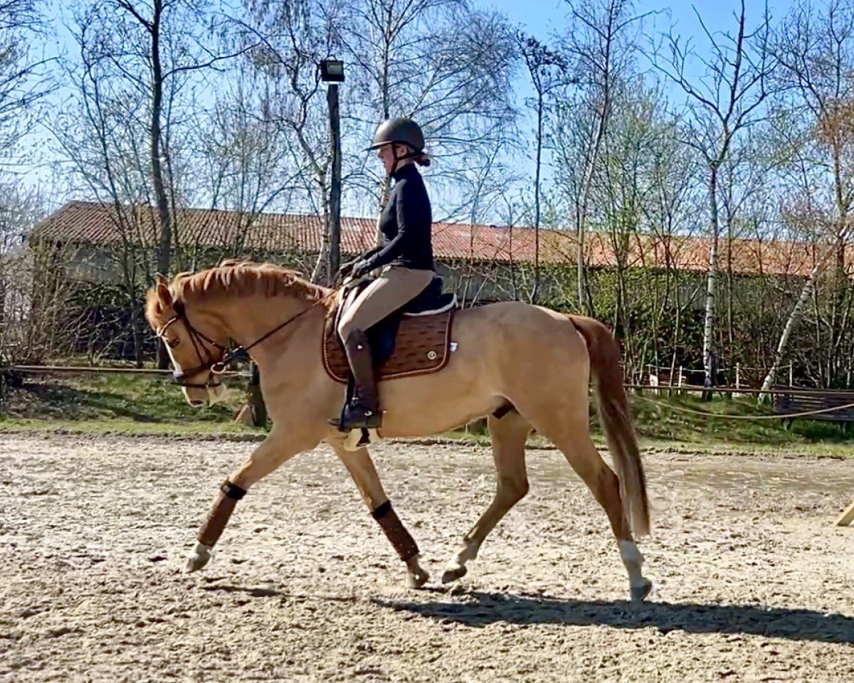 horse Just Magic (German Riding Pony, 2021, from Jacky Boy)