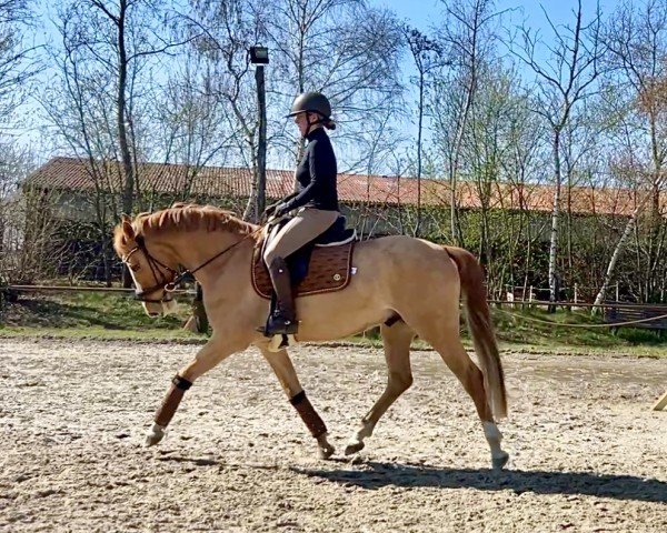Pferd Just Magic (Deutsches Reitpony, 2021, von Jacky Boy)
