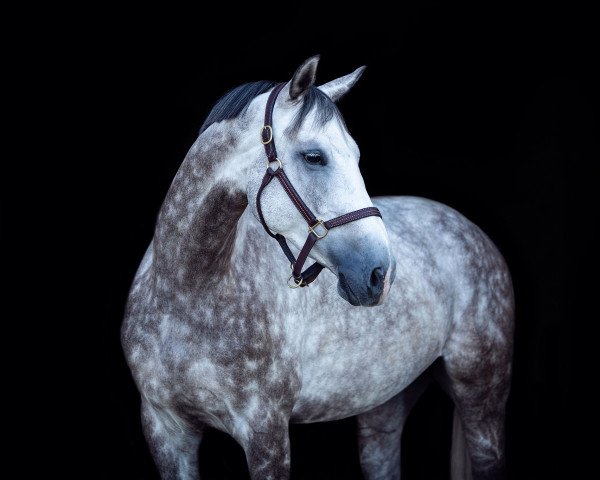 Springpferd KOBALT BLUE (KWPN (Niederländisches Warmblut), 2015, von Zirocco Blue)