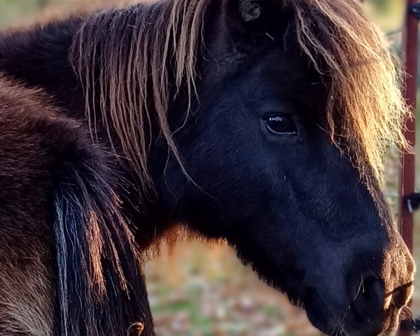 broodmare Ginger (Dt.Part-bred Shetland pony, 2006, from Gordan of Baltic Sea)