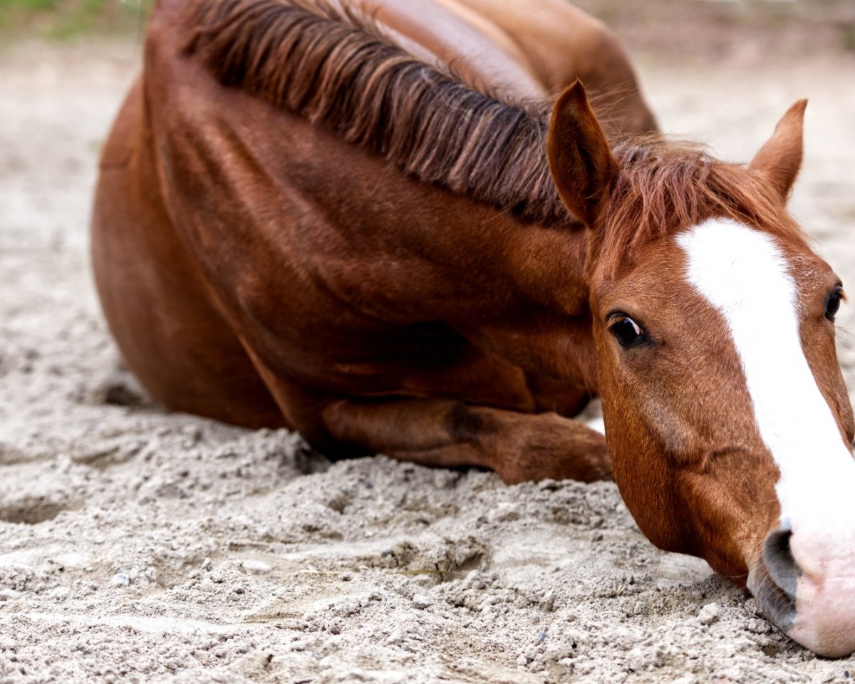 Dressurpferd Coulisto (Deutsches Reitpony, 2015, von Couscous)