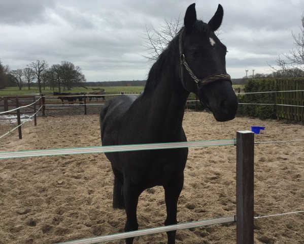 Dressurpferd Secret Love 14 (Hannoveraner, 2007, von Sir Donnerhall I) Dressurpferd Secret Love 14 (Hannoveraner, 2007, von Sir Donnerhall I)