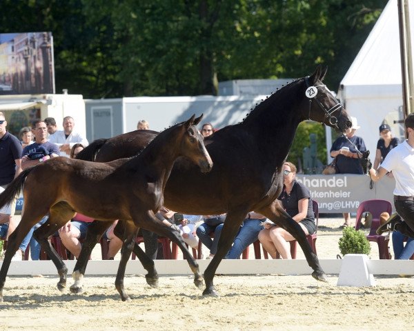 horse Santo Nobile (Trakehner, 2021, from Helium)