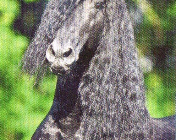 Deckhengst Zorro C. (Friese, 1999, von Pike)