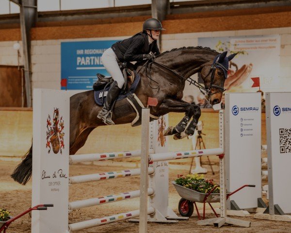 jumper Letizia 65 (German Sport Horse, 2017, from Lets go)