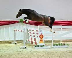 Deckhengst Eliot D (Deutsches Sportpferd, 2021, von Emerald van 't Ruytershof)