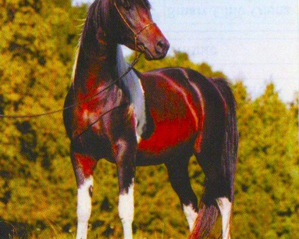 stallion Ashir (Arab half breed / Partbred, 2001, from Azal Ibn Amir)
