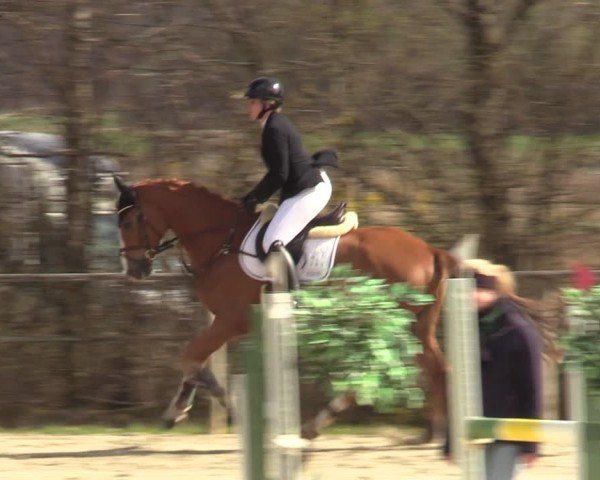 Reitturnier Springe 2025