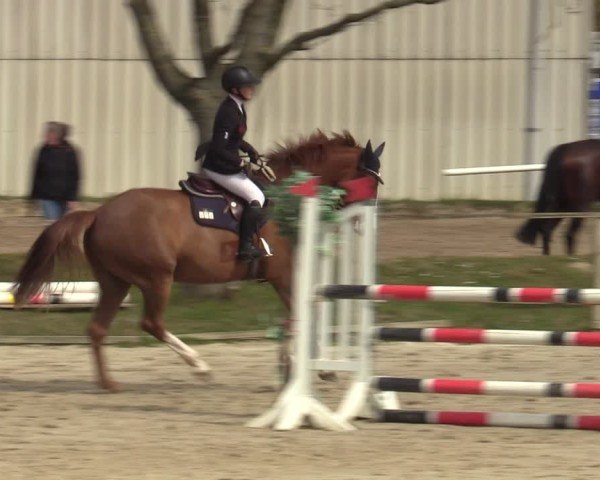 Reitturnier Springe 2025
