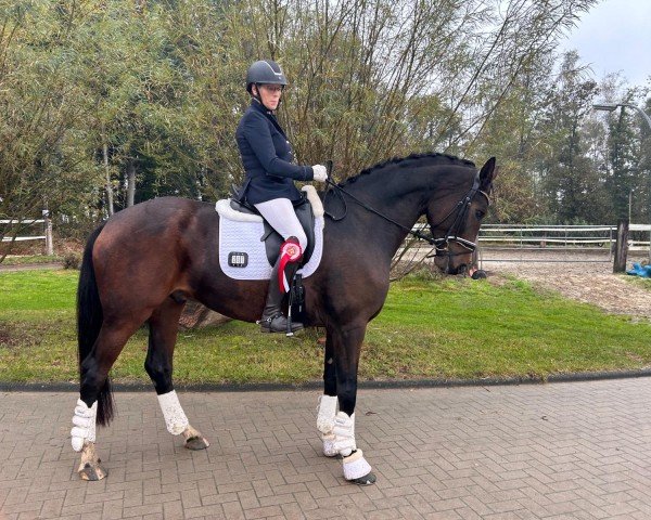 dressage horse Secret Shopping (Hanoverian, 2019, from Secret)