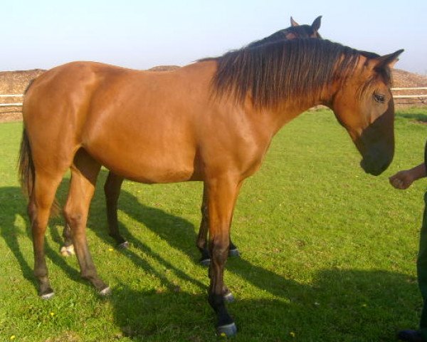 broodmare Rotlicht (Rhinelander, 2004, from Rosario 37)