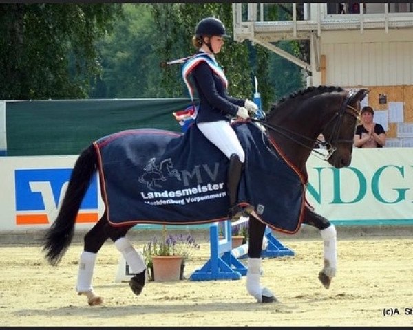 dressage horse Warella (Holsteiner, 2006, from Casiro I)