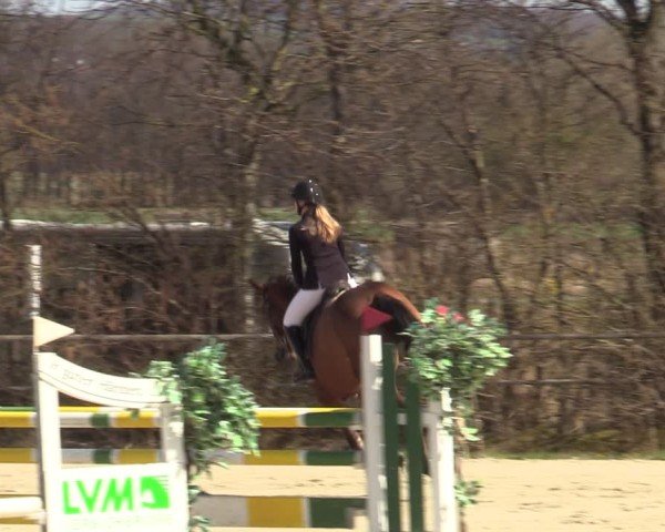 Reitturnier Springe 2025