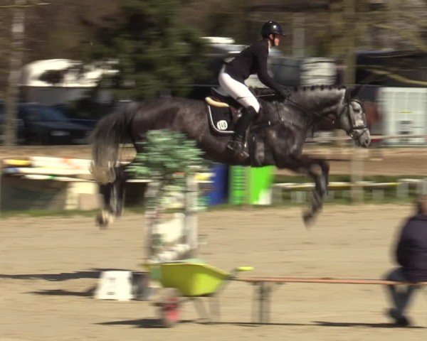 Reitturnier Springe 2025