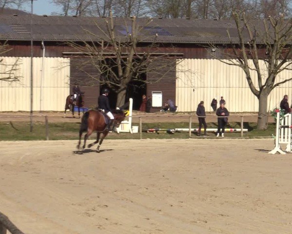 Reitturnier Springe 2025