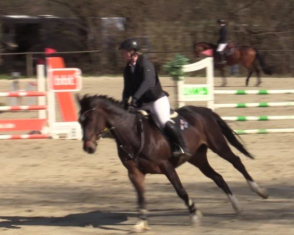 Reitturnier Springe 2025