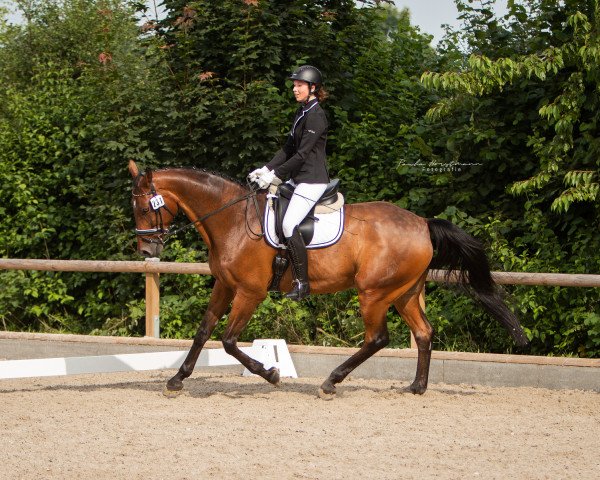dressage horse Pica d'or (Westphalian, 2007, from Peking)